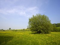 NL, Limburg, Gulpen-Wittem, Geuldal 9, Saxifraga-Bart Vastenhouw