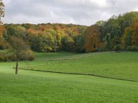 NL, Limburg, Gulpen-Wittem, Groote Bosch N of Slenaken 2, Saxifraga-Tom Heijnen