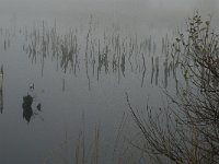 NL, Limburg, Horst aan de Maas, Mariapeel 5, Saxifraga-Jan van der Straaten