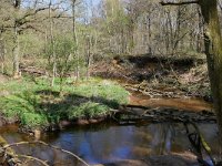 NL, Limburg, Leudal, Leubeek 4, Saxifraga-Tom Heijnen