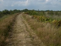 NL, Limburg, Nederweert, Groote Peel 34, Saxifraga-Jan van der Straaten