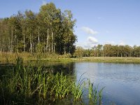 NL, Limburg, Nederweert, In den Vloed 12, Saxifraga-Jan van der Straaten