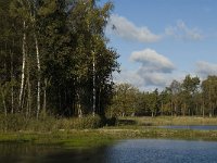 NL, Limburg, Nederweert, In den Vloed 13, Saxifraga-Jan van der Straaten