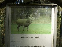 NL, Limburg, Nederweert, Weerterbosch 11, Saxifraga-Jan van der Straaten