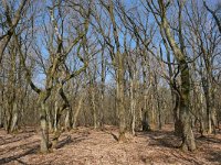 NL, Limburg, Roerdalen, Meinweg 1, Saxifraga-Tom Heijnen