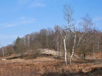 NL, Limburg, Roerdalen, Meinweg 11, Saxifraga-Tom Heijnen