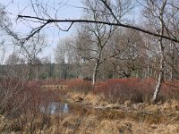 NL, Limburg, Roerdalen, Meinweg 8, Saxifraga-Tom Heijnen