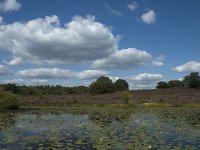 NL, Limburg, Roerdalen, Meinweg, Rolven 2, Saxifraga-Marijke Verhagen