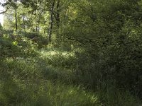 NL, Limburg, Roerdalen, Meinweg, Waalsberg 6, Saxifraga-Marijke Verhagen