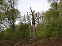 NL, Limburg, Roerdalen, Posterholt 1, Saxifraga-Bart Vastenhouw