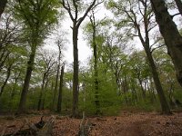 NL, Limburg, Roerdalen, Posterholt 2, Saxifraga-Bart Vastenhouw