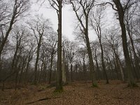 NL, Limburg, Roerdalen, Posterholt 4, Saxifraga-Bart Vastenhouw