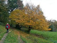 NL, Limburg, Vaals, Malensbosch 2, Saxifraga-Tom Heijnen