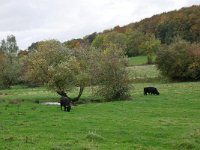 NL, Limburg, Vaals, S of Vijlen 1, Saxifraga-Tom Heijnen