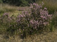 NL, Limburg, Weert, Boshoverheide 12, Saxifraga-Jan van der Straaten