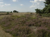 NL, Limburg, Weert, Boshoverheide 14, Saxifraga-Jan van der Straaten