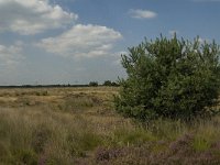 NL, Limburg, Weert, Boshoverheide 21, Saxifraga-Jan van der Straaten