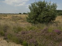 NL, Limburg, Weert, Boshoverheide 22, Saxifraga-Jan van der Straaten