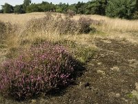 NL, Limburg, Weert, Boshoverheide 3, Saxifraga-Jan van der Straaten