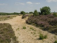 NL, Limburg, Weert, Boshoverheide 33, Saxifraga-Jan van der Straaten