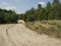 NL, Limburg, Weert, Boshoverheide 36, Saxifraga-Jan van der Straaten