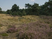 NL, Limburg, Weert, Boshoverheide, grafheuvel 10, Saxifraga-Jan van der Straaten