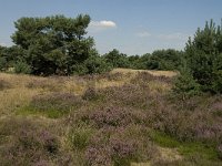 NL, Limburg, Weert, Boshoverheide, grafheuvel 12, Saxifraga-Jan van der Straaten