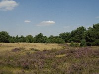 NL, Limburg, Weert, Boshoverheide, grafheuvel 14, Saxifraga-Jan van der Straaten