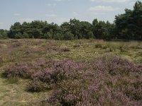 NL, Limburg, Weert, Boshoverheide, grafheuvel 4, Saxifraga-Jan van der Straaten