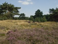 NL, Limburg, Weert, Boshoverheide, grafheuvel 9, Saxifraga-Jan van der Straaten