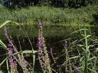 NL, Limburg, Weert, De IJzeren Man 14, Saxifraga-Marijke Verhagen