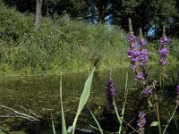 NL, Limburg, Weert, De IJzeren Man 15, Saxifraga-Marijke Verhagen