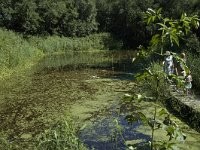 NL, Limburg, Weert, De IJzeren Man 17, Saxifraga-Marijke Verhagen