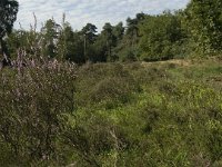 NL, Limburg, Weert, De IJzeren Man 37, Saxifraga-Jan van der Straaten