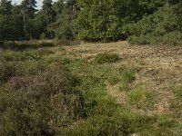 NL, Limburg, Weert, De IJzeren Man 40, Saxifraga-Jan van der Straaten