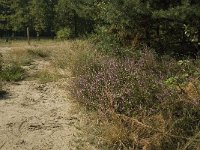 NL, Limburg, Weert, De IJzeren Man 44, Saxifraga-Jan van der Straaten