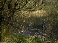 NL, Limburg, Weert, De Krang 1, Saxifraga-Jan van der Straaten