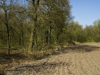 NL, Limburg, Weert, De Krang 9, Saxifraga-Jan van der Straaten