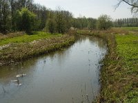 NL, Limburg, Weert, Heijkersbroek 1, Saxifraga-Jan van der Straaten