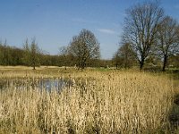 NL, Limburg, Weert, Heijkersbroek 10, Saxifraga-Jan van der Straaten