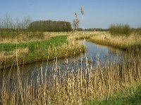 NL, Limburg, Weert, Heijkersbroek 2, Saxifraga-Jan van der Straaten