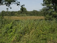 NL, Limburg, Weert, Kettingdijk 10, Saxifraga-Jan van der Straaten