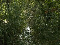 NL, Limburg, Weert, Kettingdijk 7, Saxifraga-Jan van der Straaten