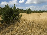 NL, Limburg, Weert, Kruispeel 3, Saxifraga-Jan van der Straaten