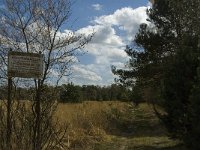 NL, Limburg, Weert, Kruispeel 8, Saxifraga-Jan van der Straaten