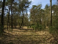 NL, Limburg, Weert, Laurabossen 4, Saxifraga-Jan van der Straaten