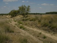 NL, Limburg, Weert, Loozerheide, defensiedijk 2, Saxifraga-Jan van der Straaten