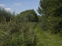 NL, Limburg, Weert, Moeselpeel 10, Saxifraga-Jan van der Straaten