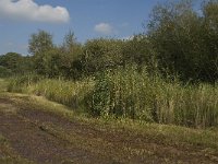 NL, Limburg, Weert, Moeselpeel 17, Saxifraga-Jan van der Straaten