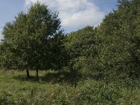 NL, Limburg, Weert, Moeselpeel 7, Saxifraga-Jan van der Straaten